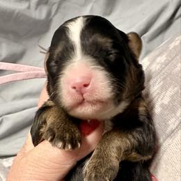 Violet collar girl - Tri-color female Bernedoodle puppy in Lake, Michigan from 3 King Doodles & Poodles