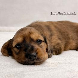 Shaded red dapple - Dapple male Dachshund puppy in Polk County, Florida from Jessi’s Mini Dachshunds