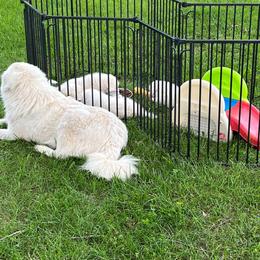 Border Collie and Maremma Sheepdog Puppies from 2J 2K Border Collies & Maremma Sheepdogs
