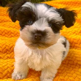 Liver parti girl - Parti female Miniature Schnauzer puppy in Pflugerville, Texas from K&K Precious Tx schnauzers