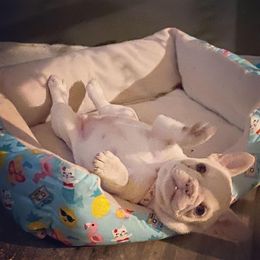 French Bulldog Puppies from Texas Star Frenchies