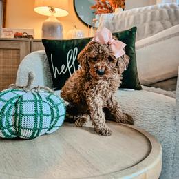 Honey - Red  female Goldendoodle puppy in Alamance County, North Carolina from Doodle Squad Puppies