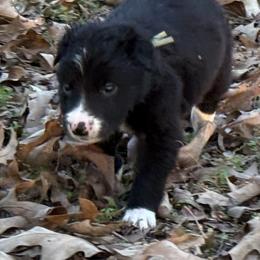 Finn - Black and white male Border Collie puppy in Paris, Texas from Broadmoor Farm