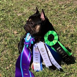 Kobe - French Bulldog