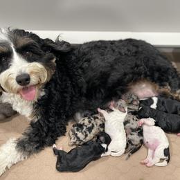 Goldendoodle Puppies from KandE Doodles