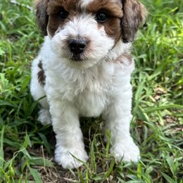 Boy 2 - Parti male Poodle puppy in Hillsboro, Illinois from Perfect Paws Puppies