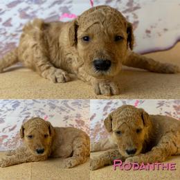 Rodanthe - Apricot female Poodle puppy in Swansboro, North Carolina from Monarch Standard Poodles