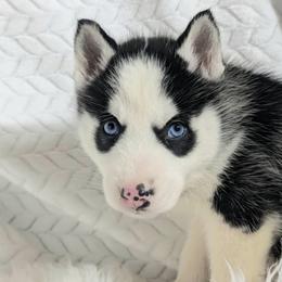 Atlas - Black and white male Siberian Husky puppy in Hebron, Kentucky from Glacier Run Huskies
