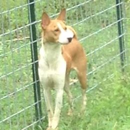 Hogan - Basenji
