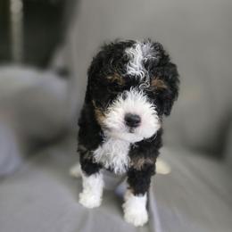 Quartz - Tri-color male Bernedoodle puppy in Eatonville, Washington from Mt. Rainier Doodle Dogs