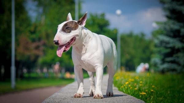 Find Bull Terrier puppies for sale near Woodland Hills, CA