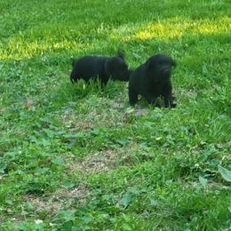 Silver collar boy - Black Labrador Retriever puppy in Cochranville, Pennsylvania from Ivyline Labradors