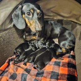 Dachshunds from Halle's Dachshunds