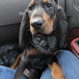 Black and Tan Coonhound and Bracco Italiano Puppies from Old Soul Black & Tan Coonhounds