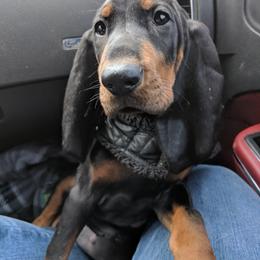 Black and Tan Coonhound and Bracco Italiano Puppies from Old Soul Black & Tan Coonhounds