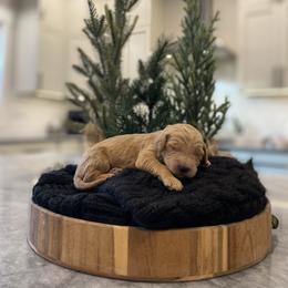 Scar - Black collar - Apricot male Goldendoodle puppy in Arlington, Washington from Anderson Goldendoodles