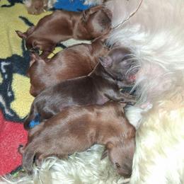 Bravo - Lilac male Shih Tzu puppy in Memphis, Tennessee from Lady and the Tramp