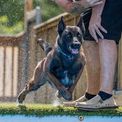 Kimber - Belgian Malinois