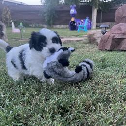 Black White Piebald MALE Available - Black and white male Havanese puppy in Monahans, Texas from Homeward Havanese, LLC