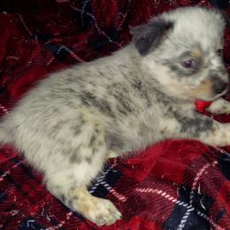 Australian Cattle Dog All Grown Up from Woodin Farms