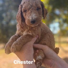 Chester - Apricot male Poodle puppy in Athens, Georgia from Alexander’s Standard Poodles