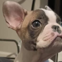 Boy 2 - Brindle and white French Bulldog puppy in Colorado from Imperial Frenchies of Colorado
