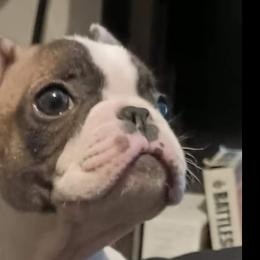 Boy 2 - Brindle and white French Bulldog puppy in Colorado from Imperial Frenchies of Colorado