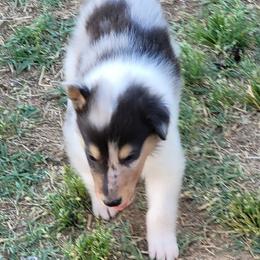 Checkers - Blue merle white and tan female Collie puppy in Newberry, South Carolina from Country Haven Collies