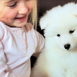 Samoyed puppies from OrangeLine Samoyeds
