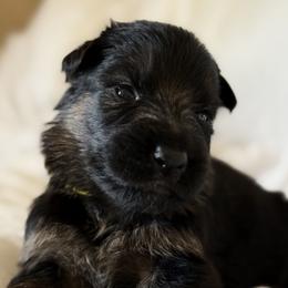 Raven - Black and red female German Shepherd puppy in Johnstown, Ohio from Vom Haus Neufus
