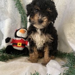 Bernedoodle Puppies from Pitter Patter Puppies NJ