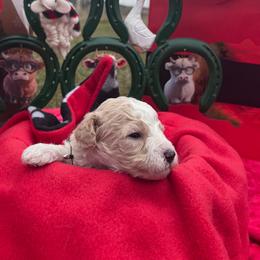 Arrow - Blenheim male Cavapoo puppy in Austin, Texas from Doodles of Central Texas
