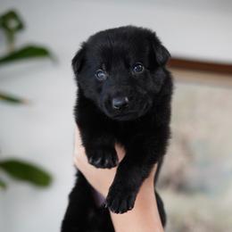 Knox - Black male German Shepherd puppy in Coarsegold, California from Yosemite Shepherds