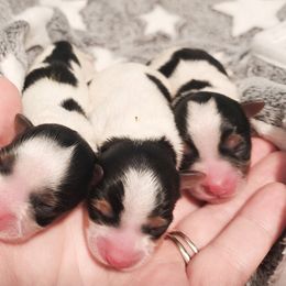 Biewer Terrier and Yorkshire Terrier Puppies from 1.StarDreamPups