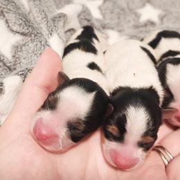Biewer Terrier and Yorkshire Terrier Puppies from 1.StarDreamPups