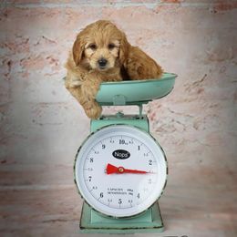Goldendoodle Puppies from Loving Hearts Goldendoodles