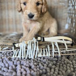 Cream color - Apricot male Goldendoodle puppy in Valdosta, Georgia from Fifth Day Farm