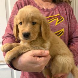 Bristol - Dark golden male Golden Retriever puppy in Seville, Ohio from Retriever Ranch