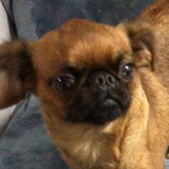 Illsa - Brussels Griffon