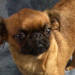 Illsa - Brussels Griffon