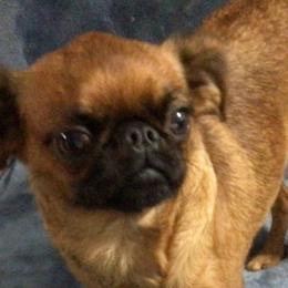 Illsa - Brussels Griffon