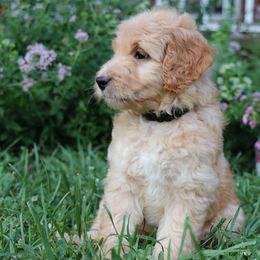 Goldendoodle Puppies from Carolina Doodle Puppies