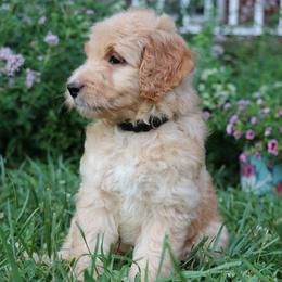 Goldendoodle Puppies from Carolina Doodle Puppies