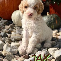 Jax - Parti male Goldendoodle puppy in Ellenburg Center, New York from Kristin's Puppies