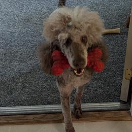 Poodles from Doodles to Love