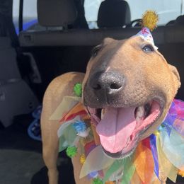 Bull Terriers and Pomeranians from Pure hearts