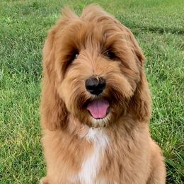 Catalina - Australian Labradoodle