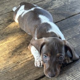 Dachshund Puppies from Rutherford Ranch Dachshunds