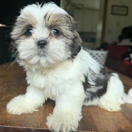 Jazmine - Brindle female Shih Tzu puppy in Stroudsburg, Pennsylvania from Puppyville Pa Shih Tzu & frenchies