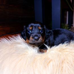 Lyra - Black and tan female Dachshund puppy in Washburn, Tennessee from Clinch Mountain Dachshunds